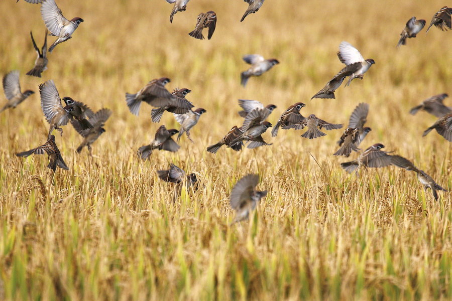 【钢城文苑】闻一束稻禾香 【钢城文苑】闻一束稻禾香