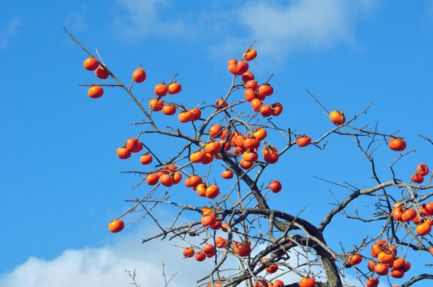 【钢城文苑】老家的柿子