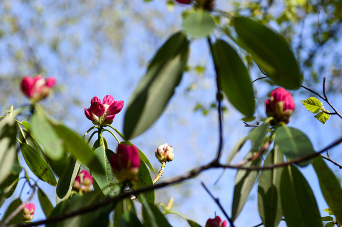 【钢城文苑】秋日海棠