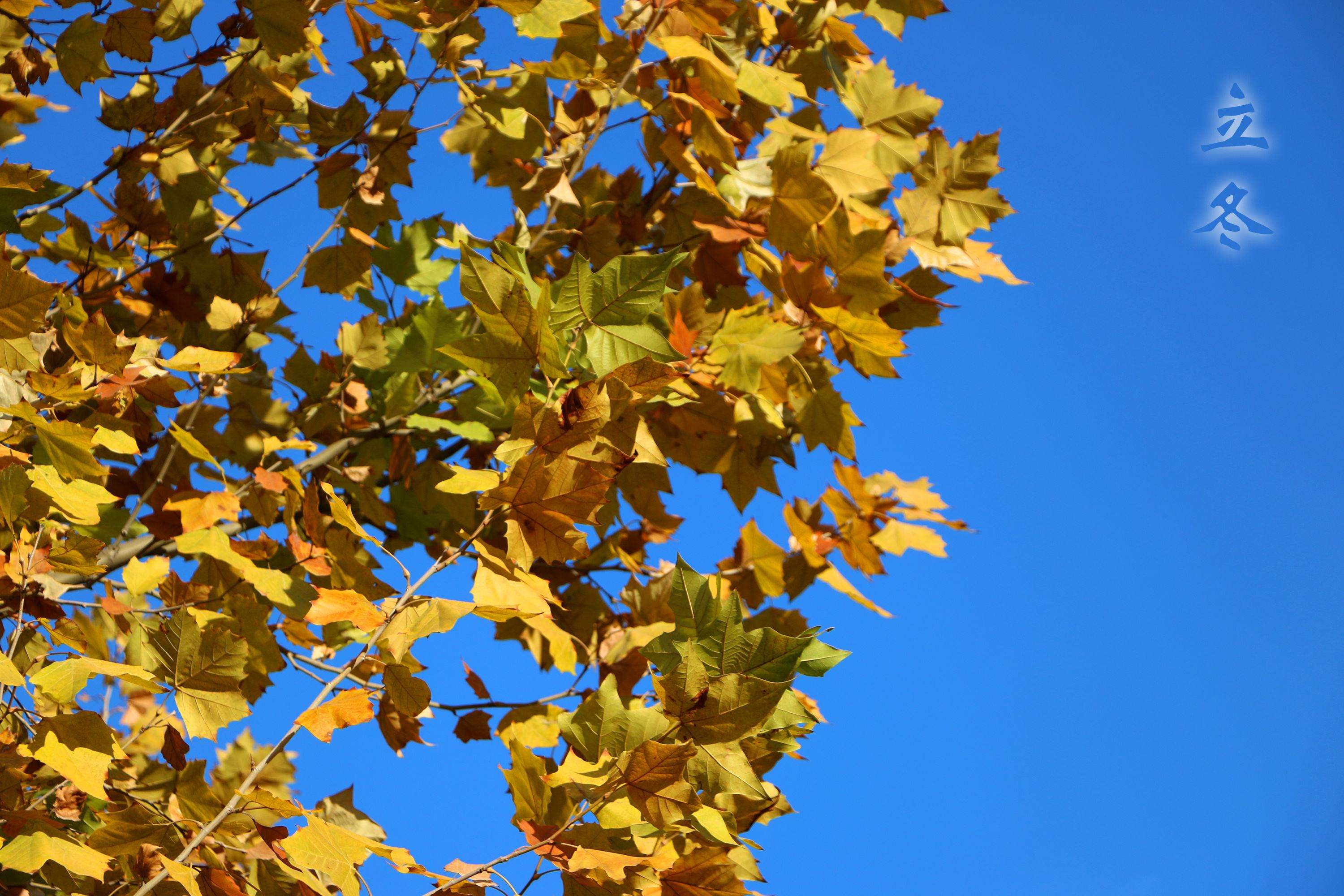 【钢城文苑】念冬