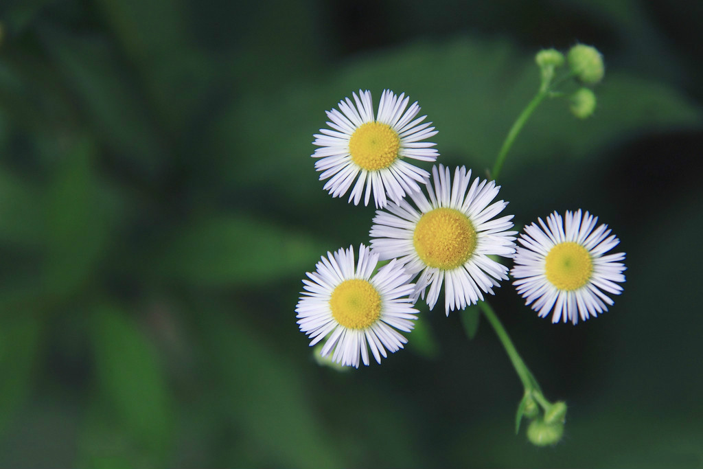 【钢城文苑】当我途径你的盛放