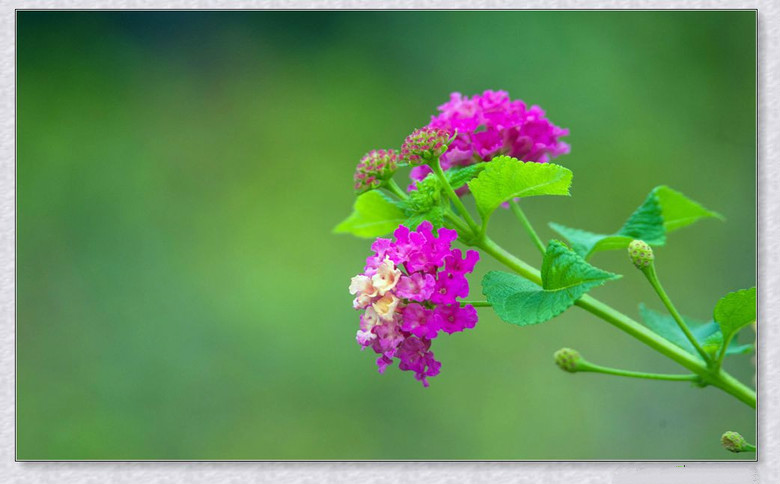 【钢城文苑】小阳春的天 【钢城文苑】小阳春的天