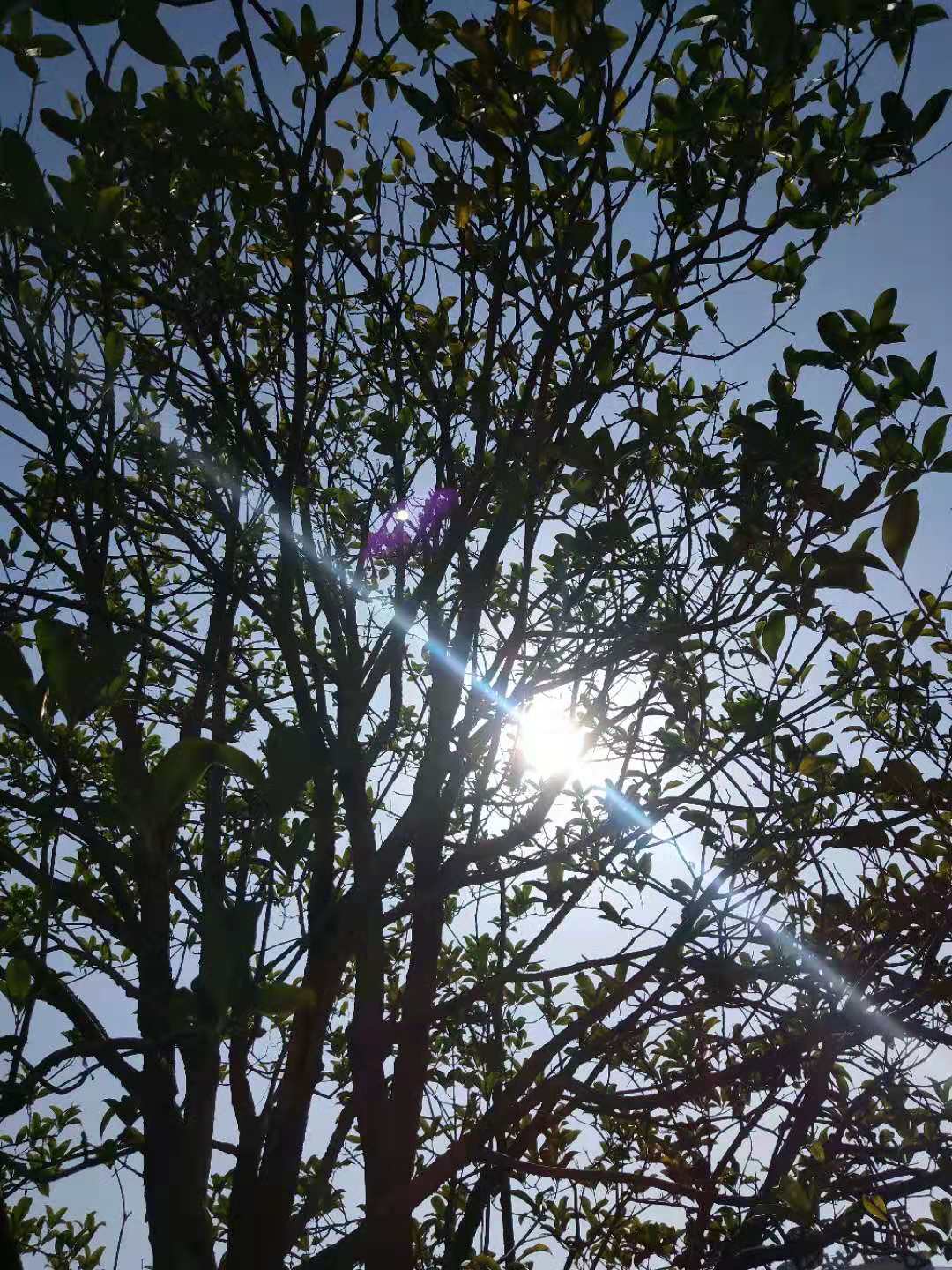 【钢城文苑】暖阳 【钢城文苑】暖阳