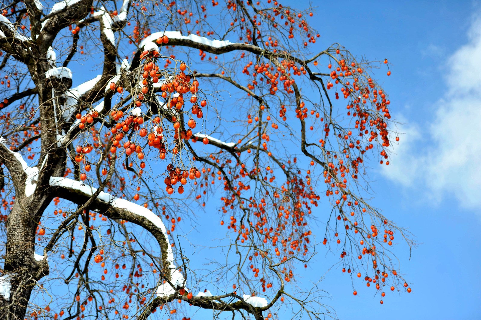 【钢城文苑】柿子熟了 【钢城文苑】柿子熟了