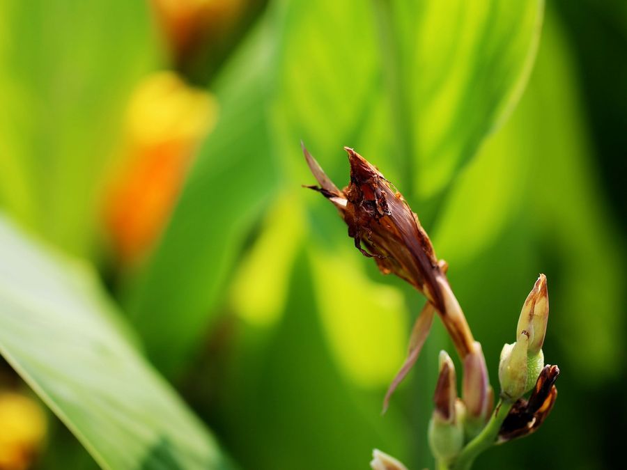 【钢城文苑】凋谢