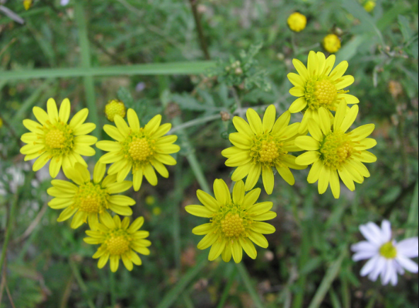 【钢城文苑】晚秋回乡遇风雨