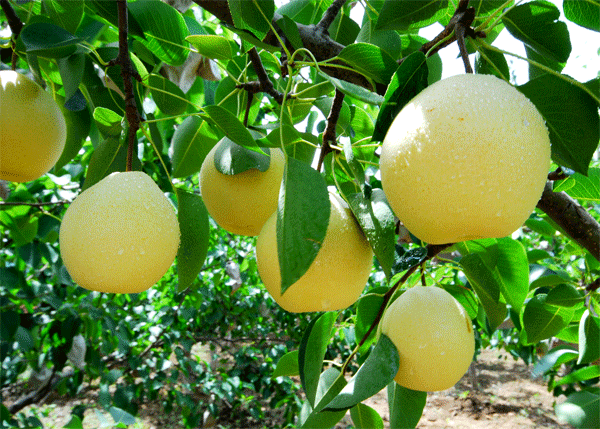 【钢城文苑】家乡的酥梨 【钢城文苑】家乡的酥梨