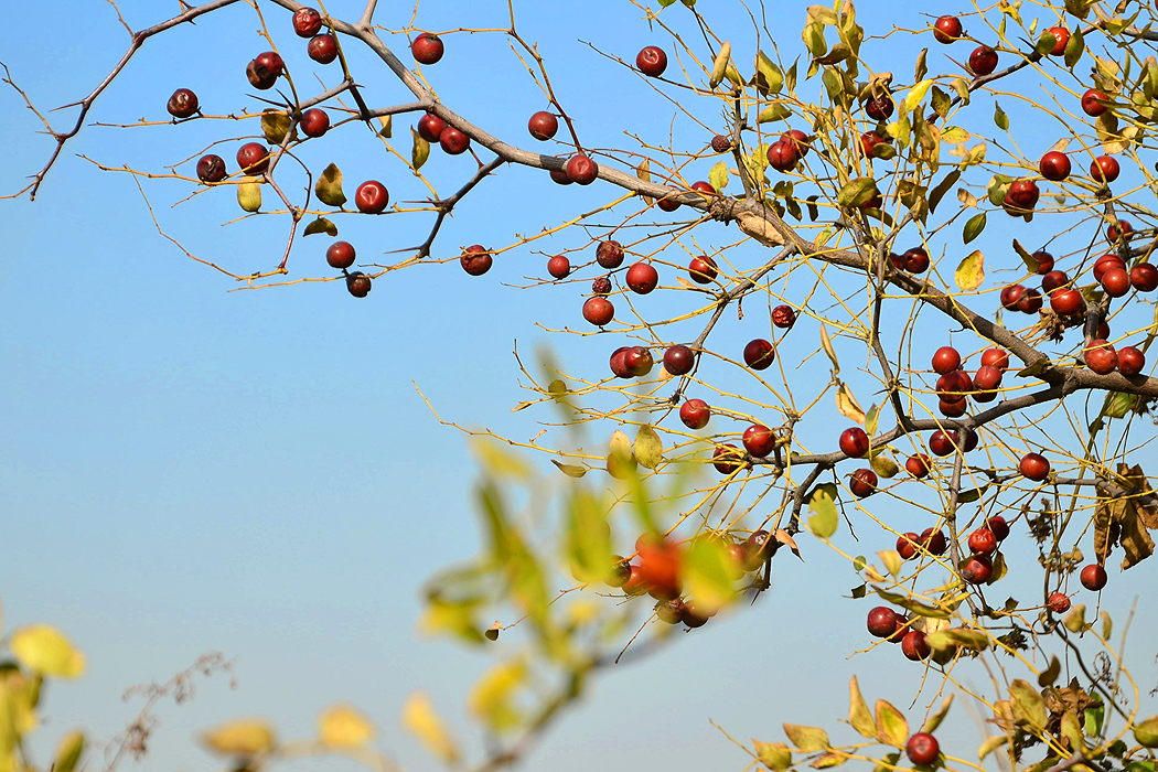 【钢城文苑】记忆中的酸枣 【钢城文苑】记忆中的酸枣
