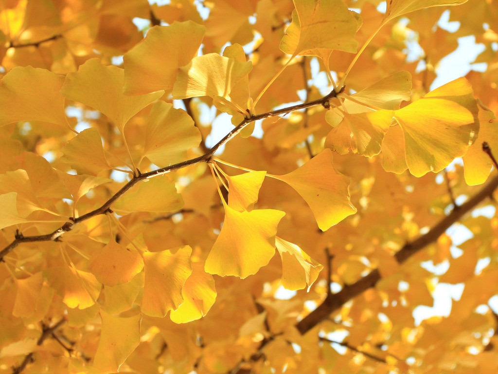 【钢城文苑】三颗银杏树 【钢城文苑】三颗银杏树