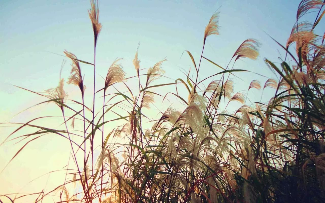 【钢城文苑】微微的北风