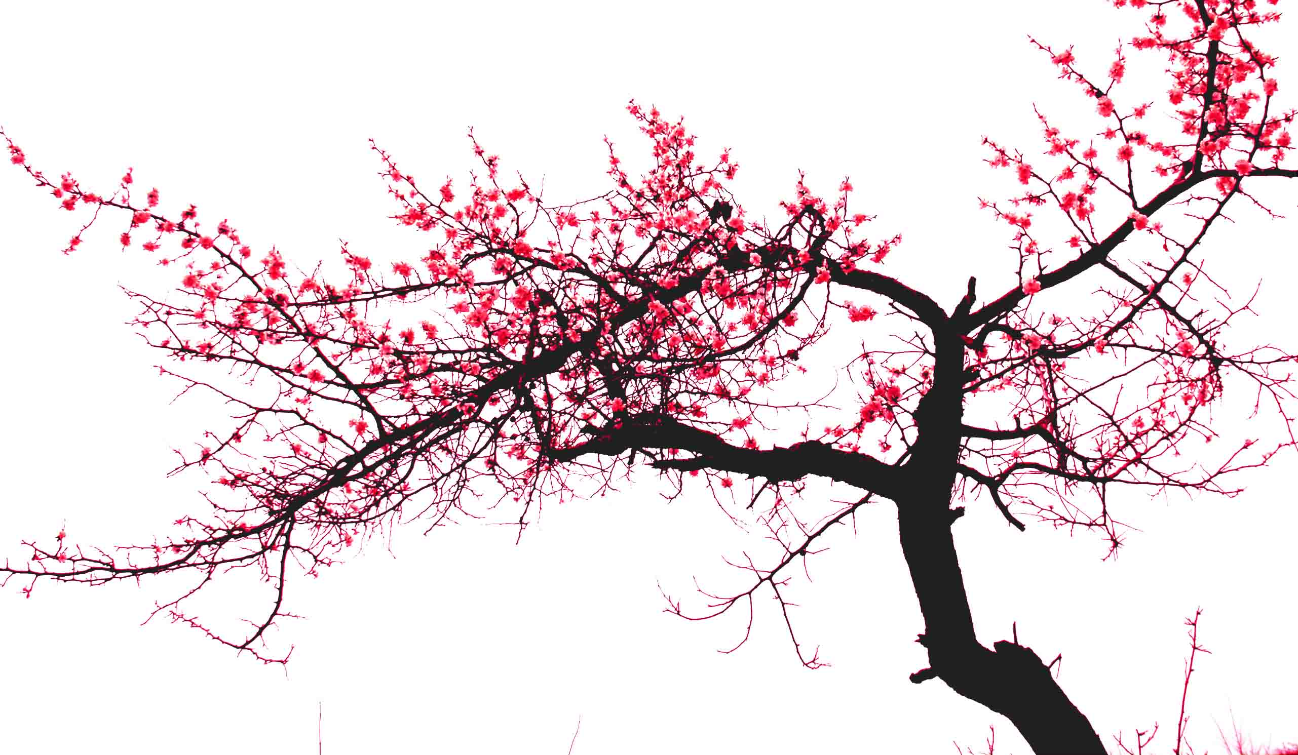 【钢城文苑】呷一口清茶,品一缕梅香 【钢城文苑】呷一口清茶,品一缕梅香