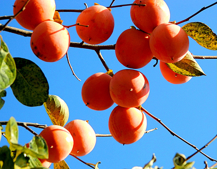 【钢城文苑】年年岁岁柿柿红 【钢城文苑】年年岁岁柿柿红