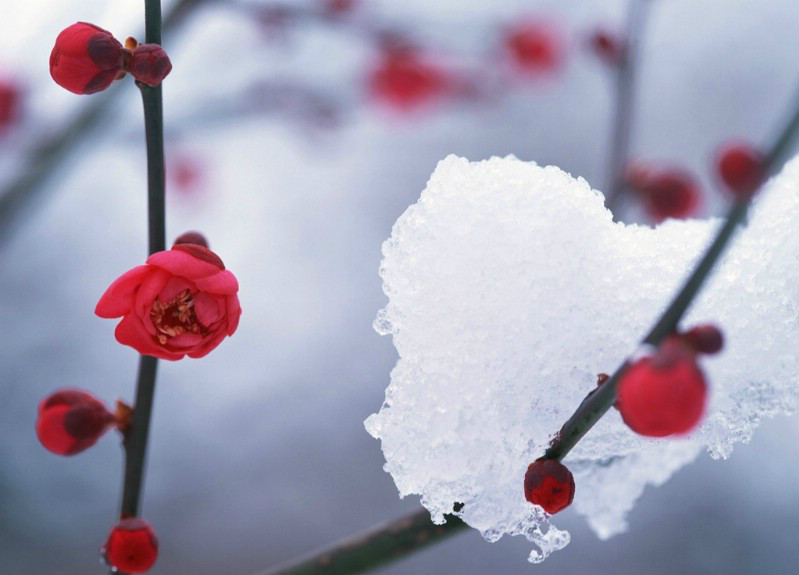 【钢城文苑】冬日赞歌 【钢城文苑】冬日赞歌