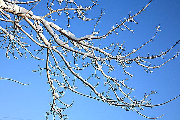 【钢城文苑】留得残枝听雪音 【钢城文苑】留得残枝听雪音