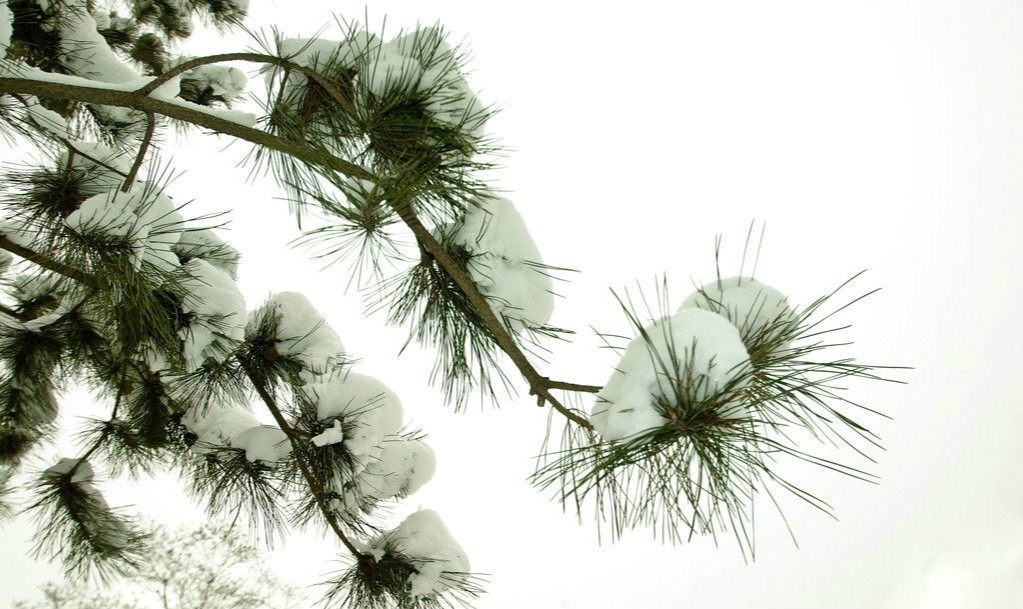 【钢城文苑】雪松