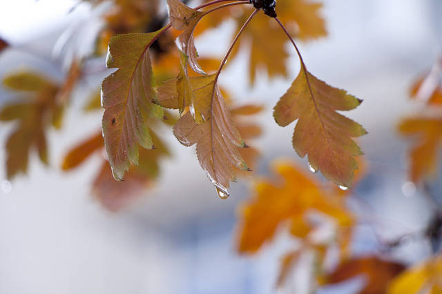 【钢城文苑】冷雨敲窗 【钢城文苑】冷雨敲窗