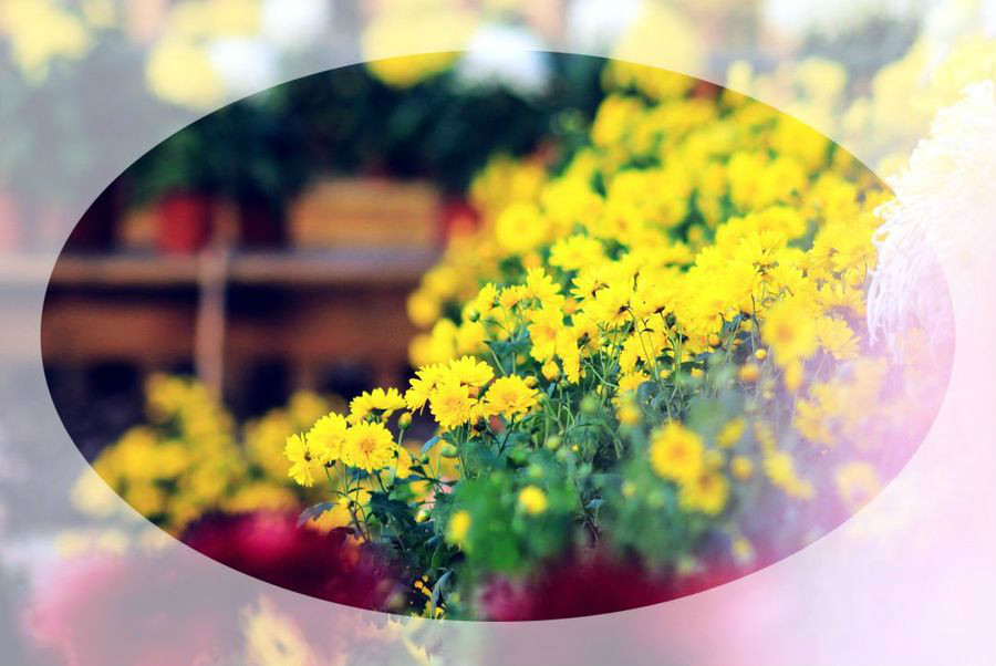 【钢城文苑】人淡如菊 【钢城文苑】人淡如菊