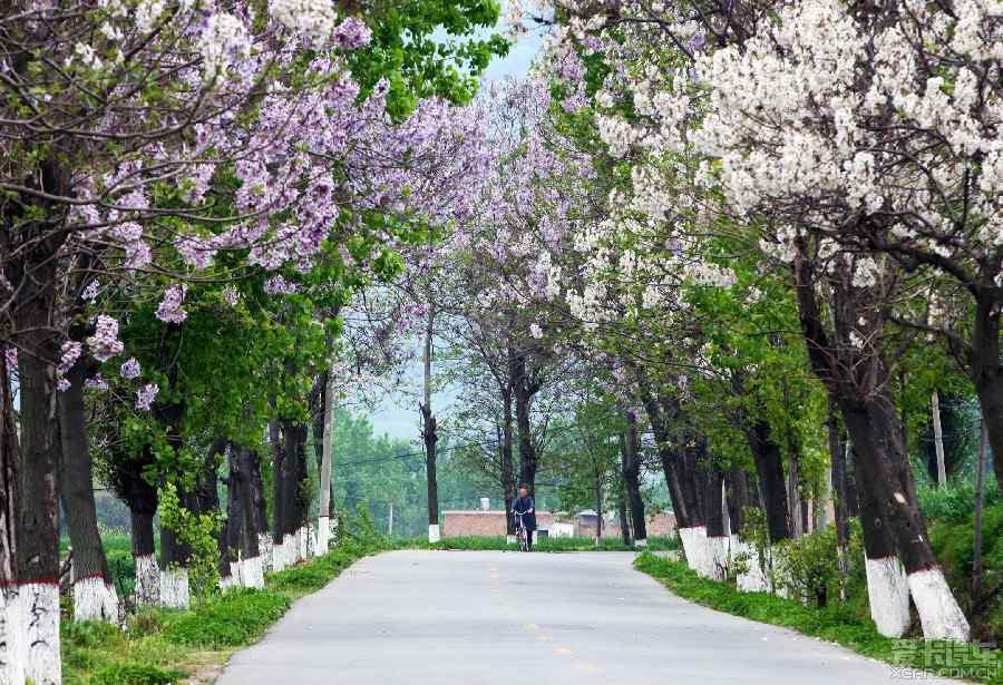 【钢城文苑】梧桐树 【钢城文苑】梧桐树