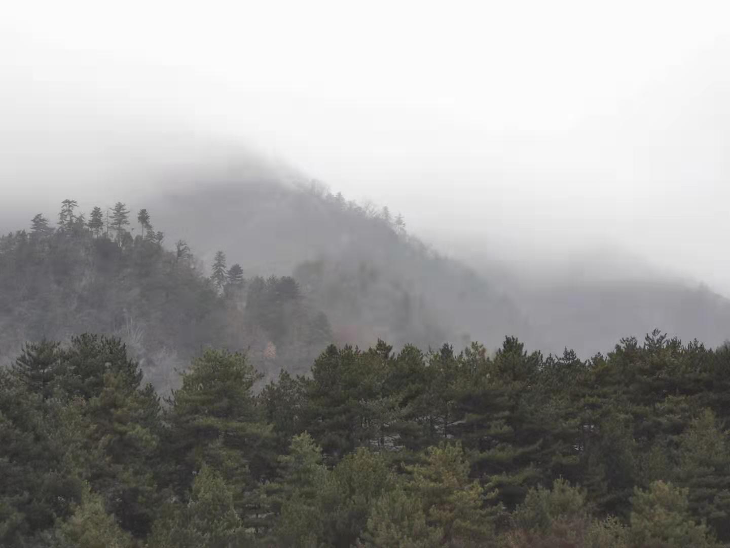 【钢城文苑】是雾是雪 【钢城文苑】是雾是雪