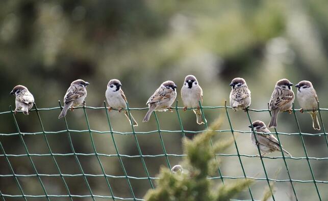 【钢城文苑】冬日趣事 【钢城文苑】冬日趣事