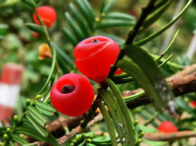 【钢城文苑】南国的冬 【钢城文苑】南国的冬