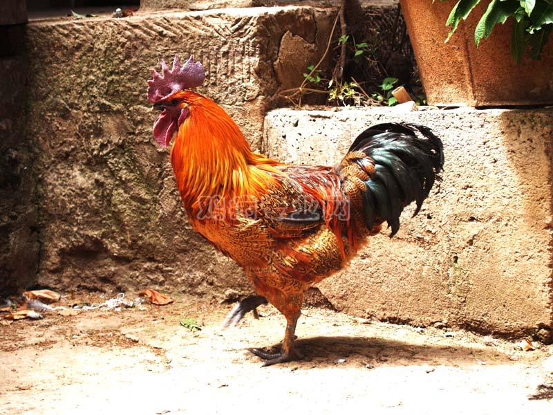 【钢城文苑】清晨鸡鸣 【钢城文苑】清晨鸡鸣