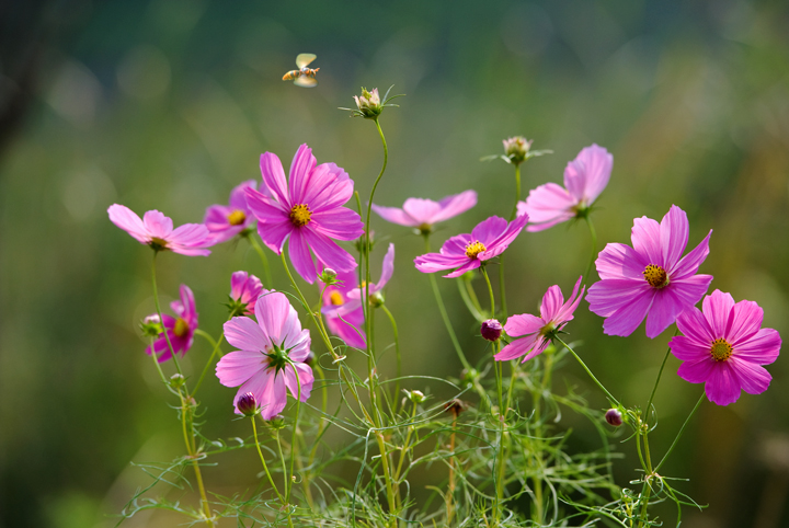 【钢城文苑】冬去春会来 【钢城文苑】冬去春会来