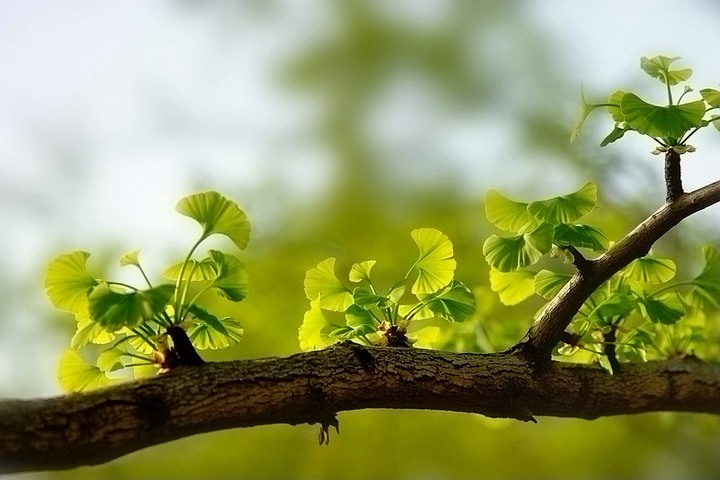 【钢城文苑】春光 【钢城文苑】春光