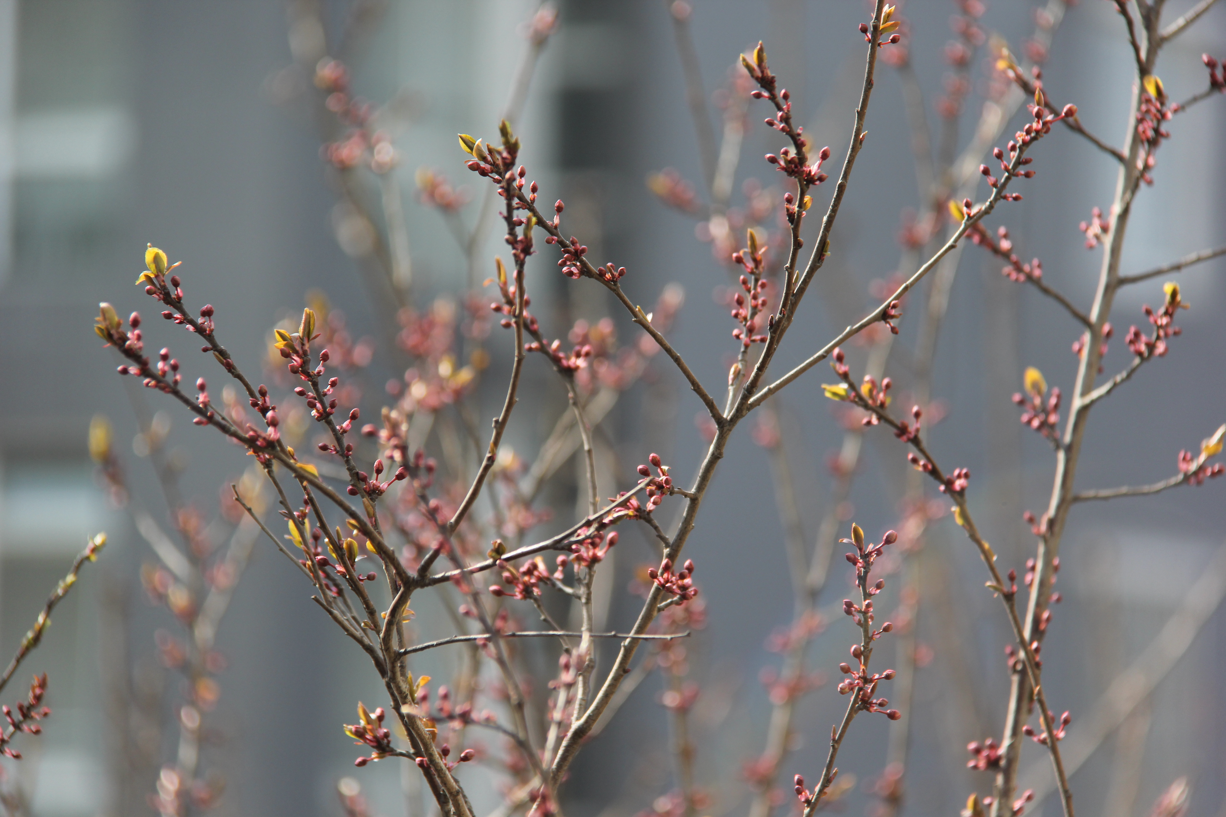【美丽汉钢】没有一个冬天不可逾越 没有一个春天不会到来 【美丽汉钢】没有一个冬天不可逾越 没有一个春天不会到来