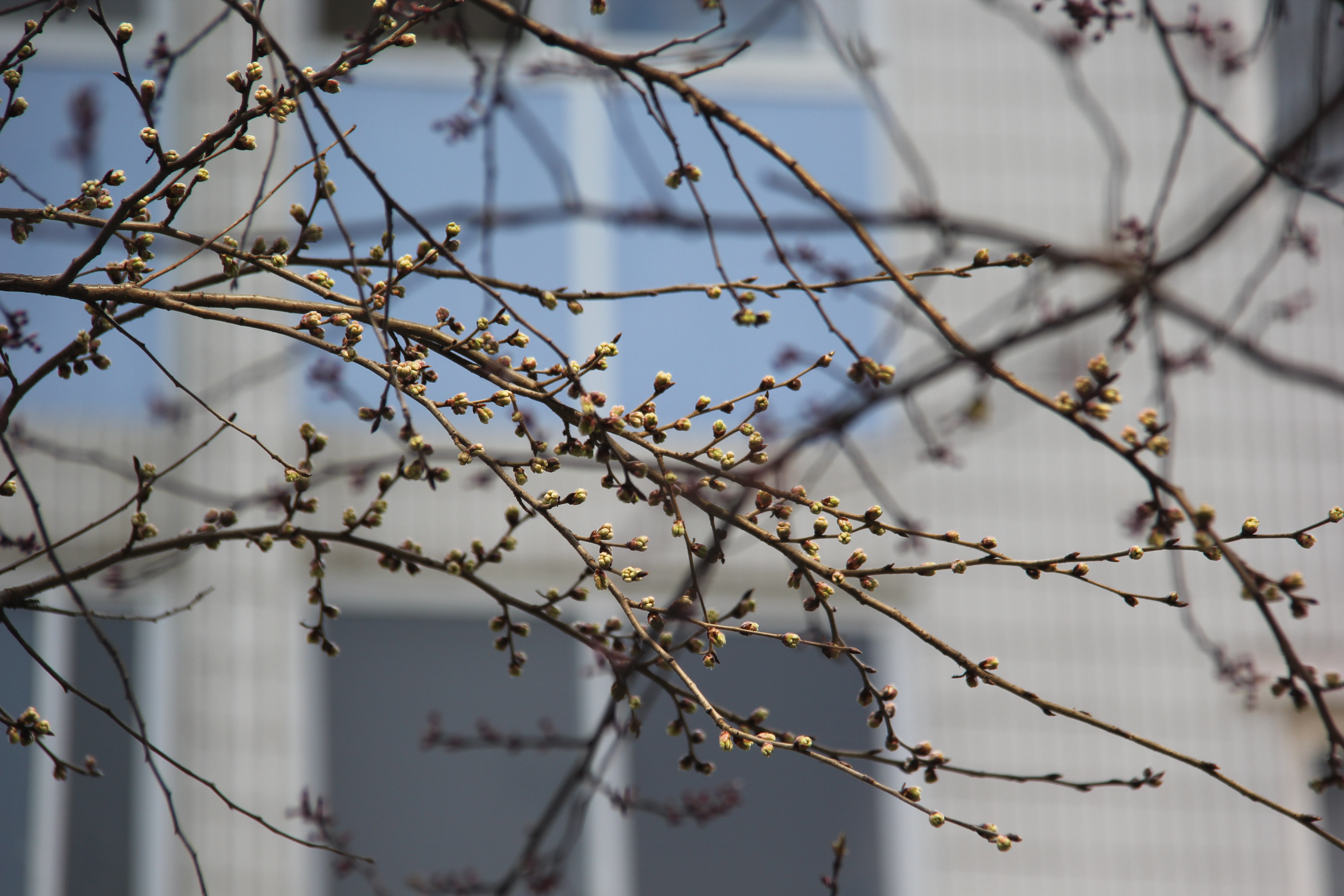 【美丽汉钢】没有一个冬天不可逾越 没有一个春天不会到来 【美丽汉钢】没有一个冬天不可逾越 没有一个春天不会到来