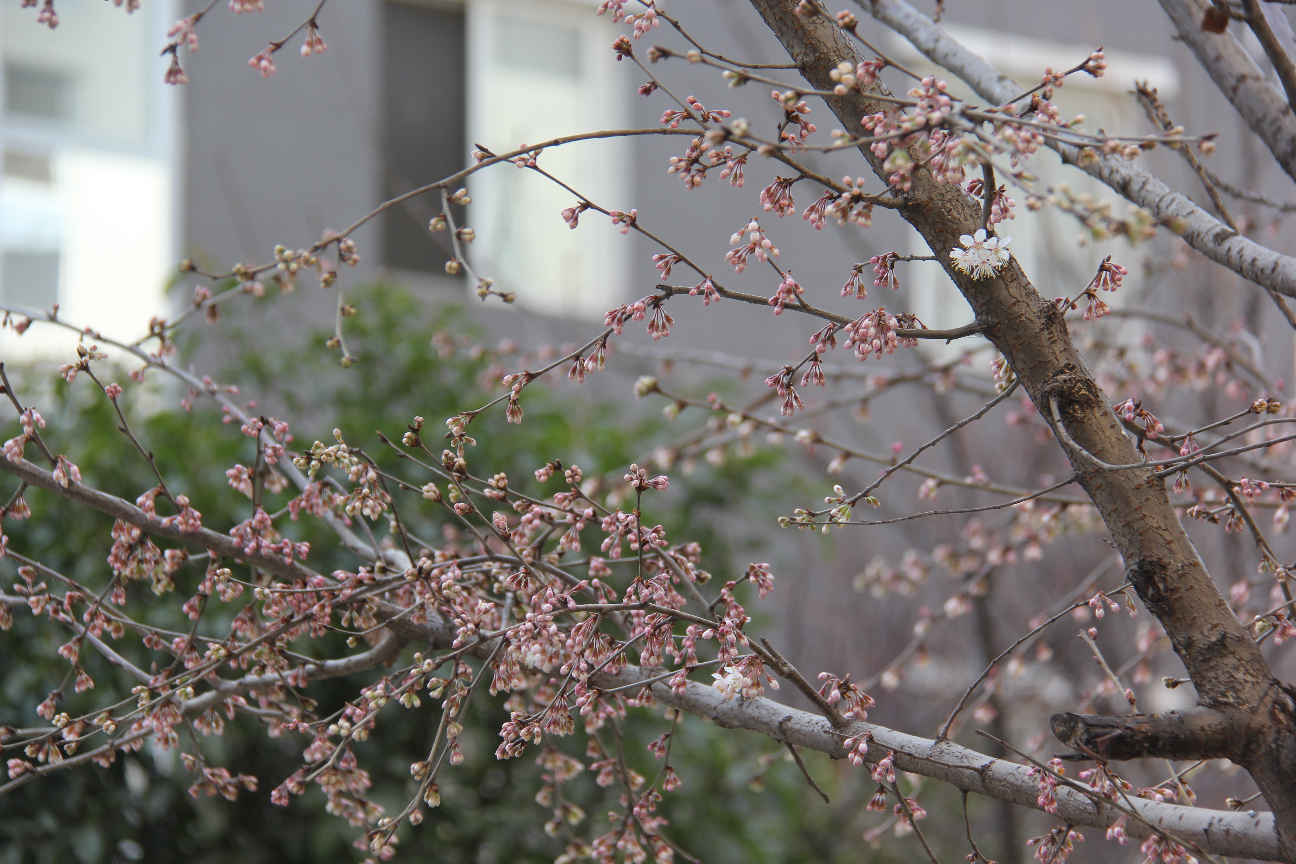 【美丽汉钢】没有一个冬天不可逾越 没有一个春天不会到来 【美丽汉钢】没有一个冬天不可逾越 没有一个春天不会到来
