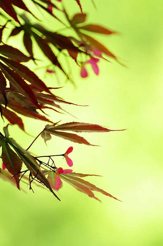 【钢城文苑】知 春 【钢城文苑】知 春