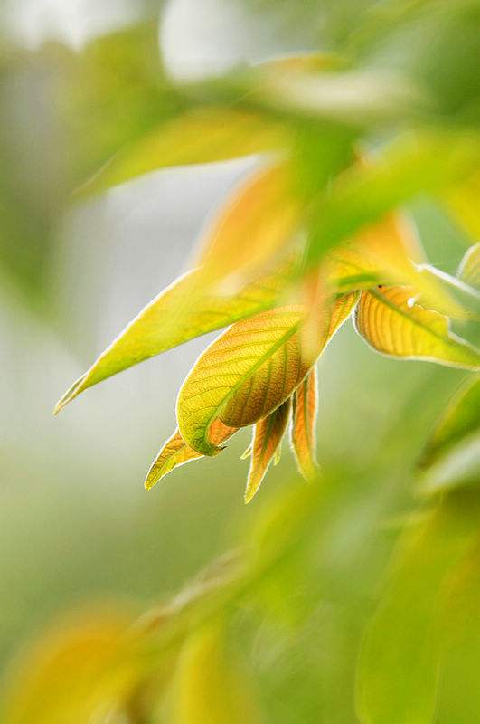 【钢城文苑】知 春 【钢城文苑】知 春