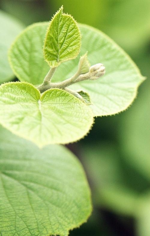 【钢城文苑】知 春 【钢城文苑】知 春