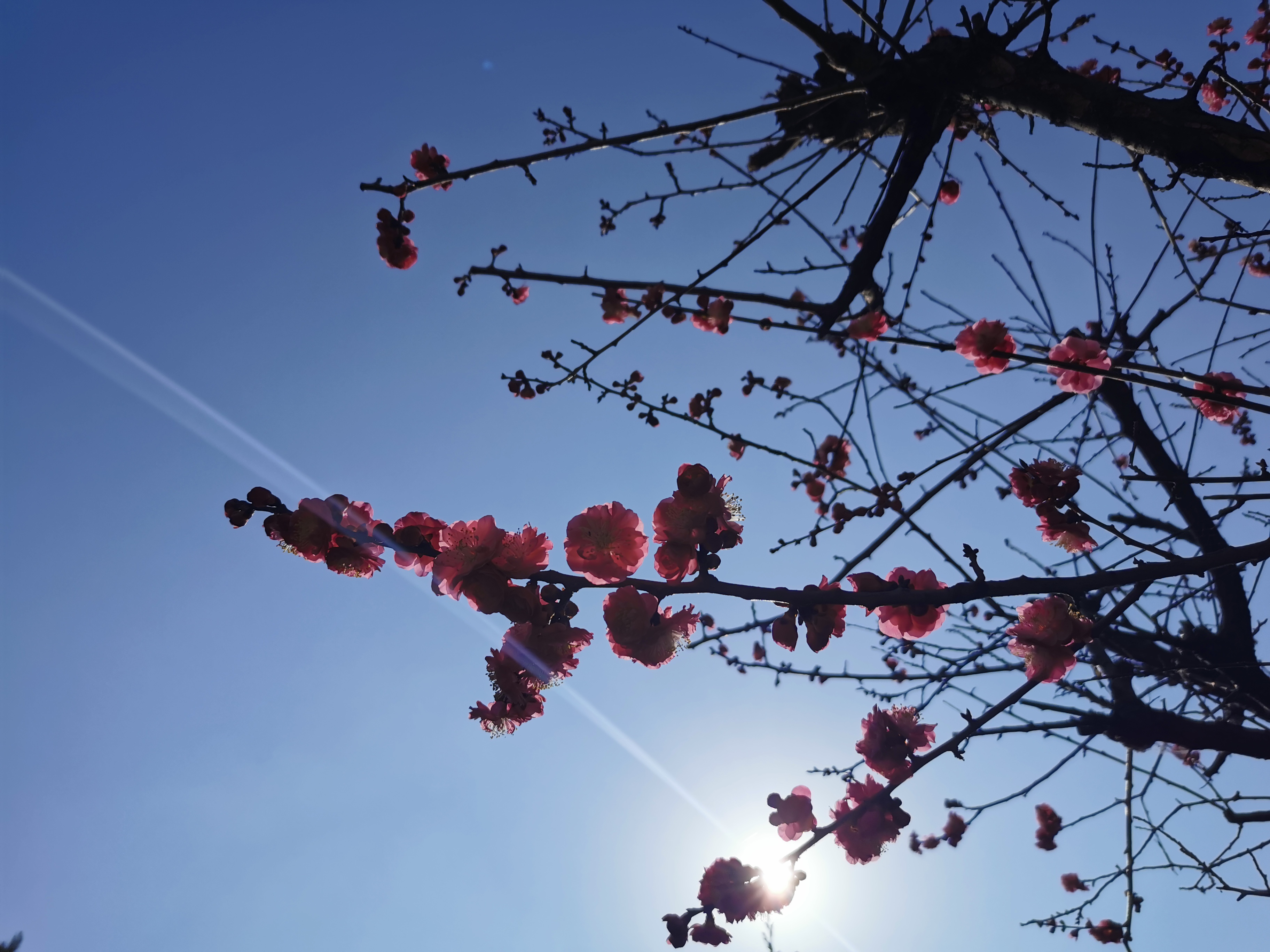 【美丽汉钢】春满钢城,愿疫情荡涤 【美丽汉钢】春满钢城,愿疫情荡涤