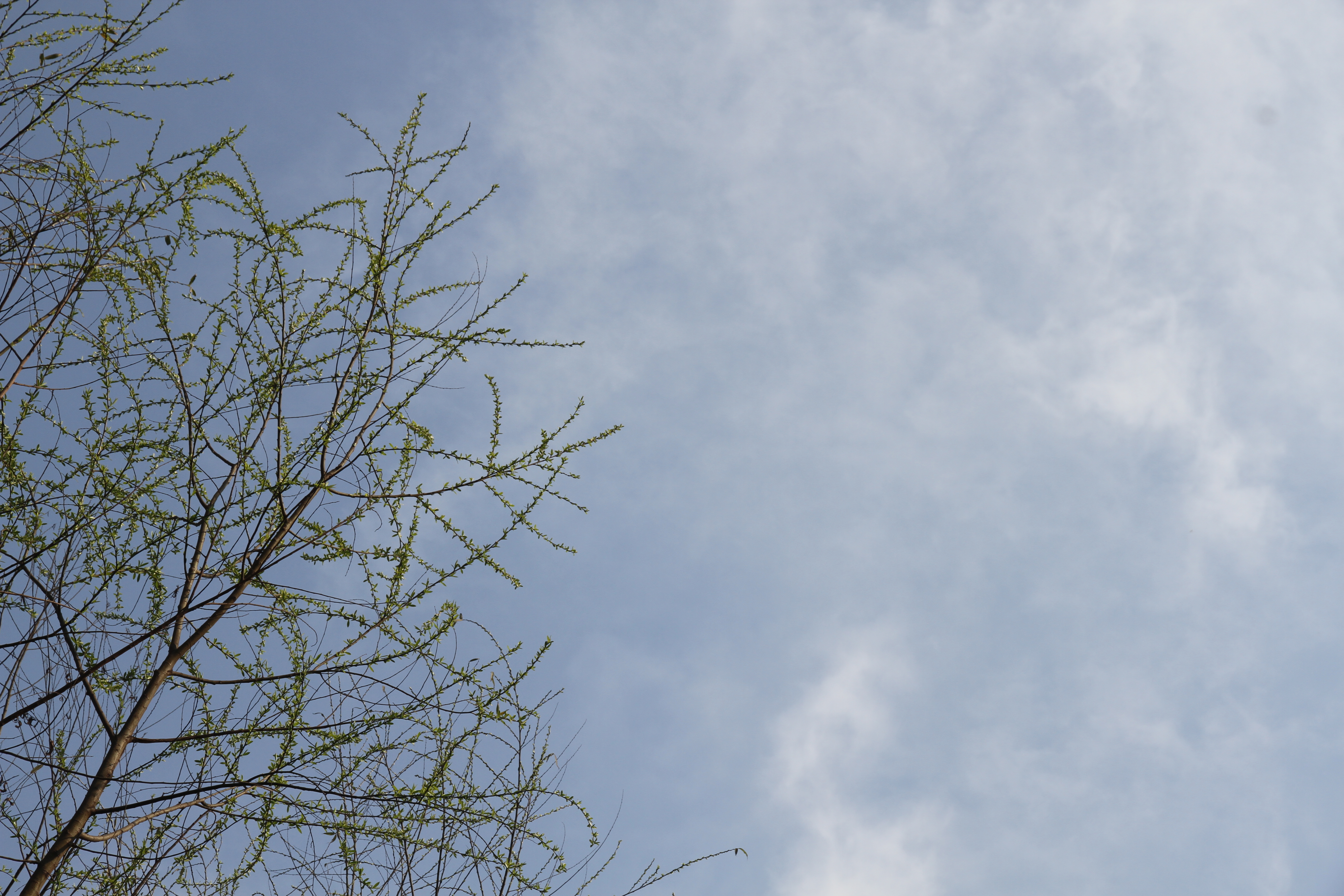 【美丽汉钢】春满钢城,愿疫情荡涤 【美丽汉钢】春满钢城,愿疫情荡涤