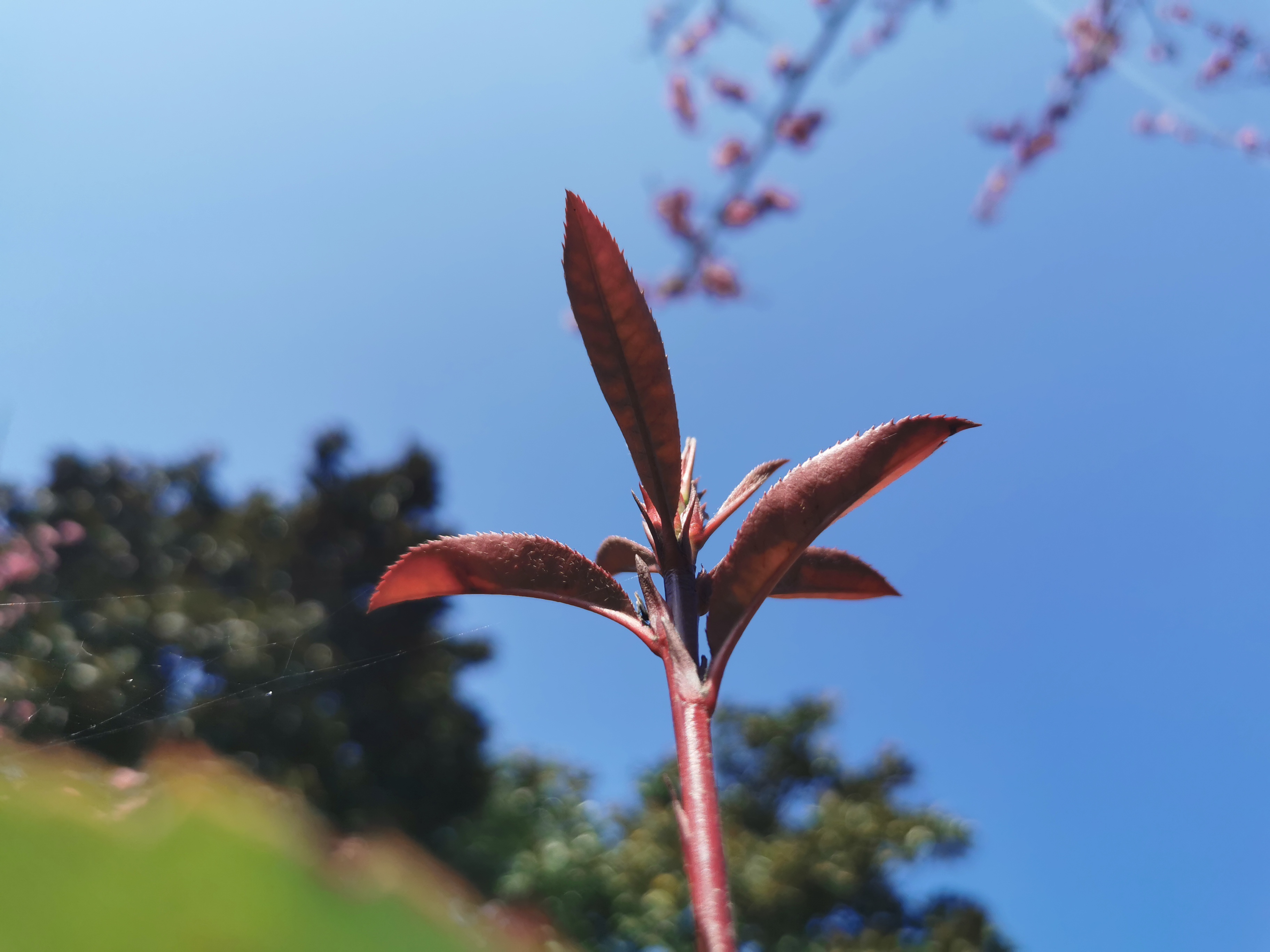 【美丽汉钢】春满钢城,愿疫情荡涤 【美丽汉钢】春满钢城,愿疫情荡涤