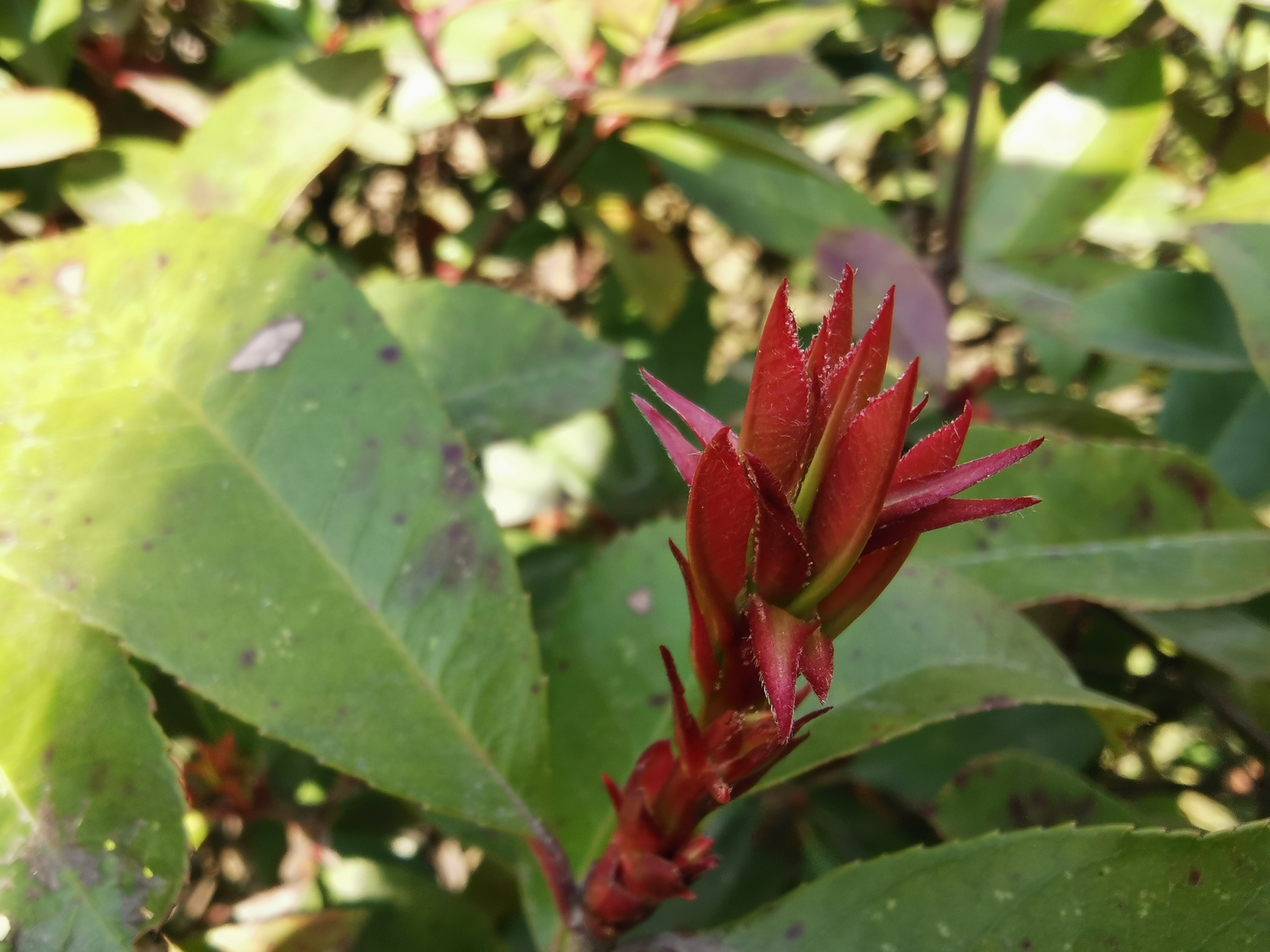 【美丽汉钢】春满钢城,愿疫情荡涤 【美丽汉钢】春满钢城,愿疫情荡涤