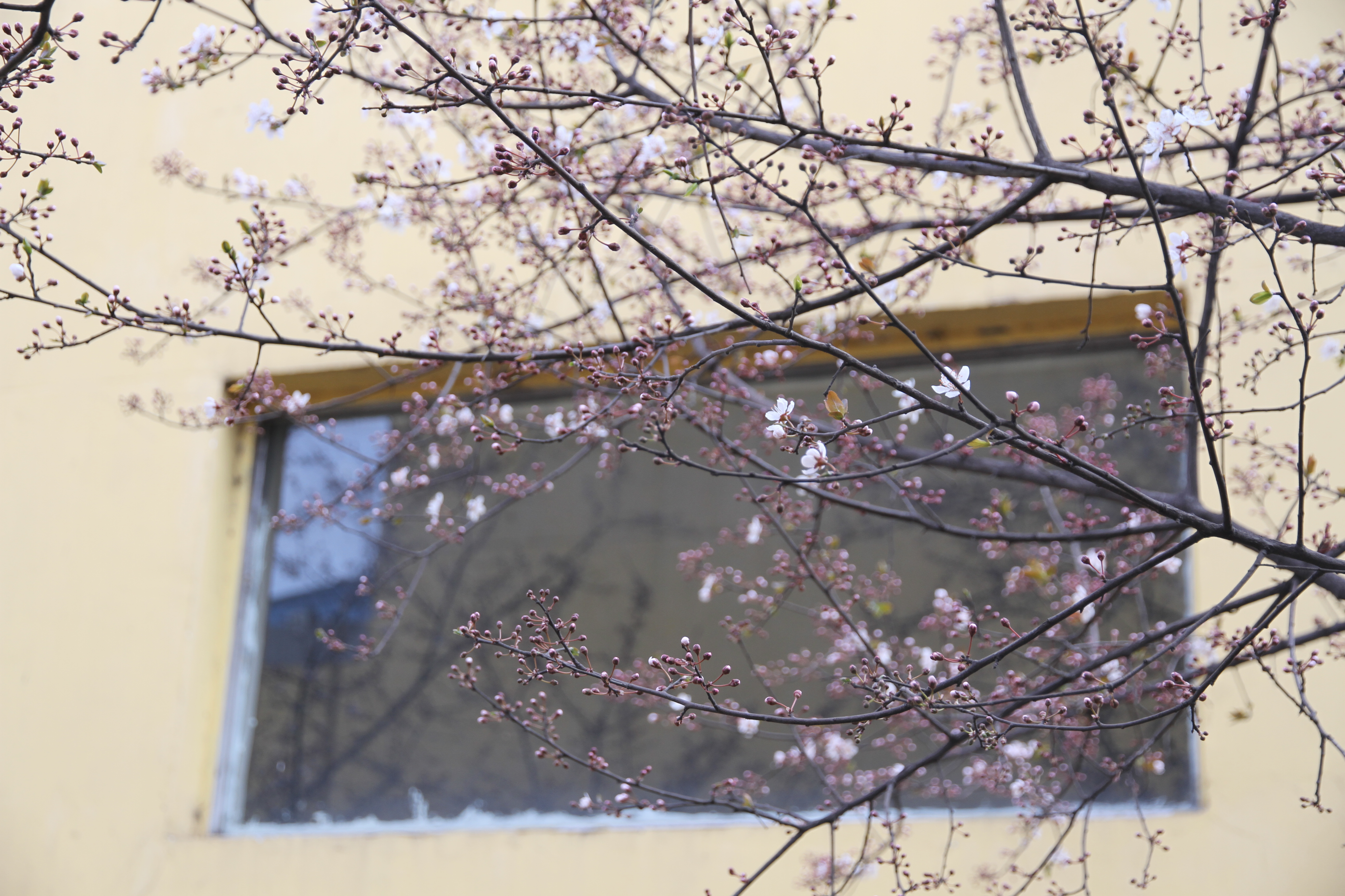 【美丽汉钢】春满钢城,愿疫情荡涤 【美丽汉钢】春满钢城,愿疫情荡涤