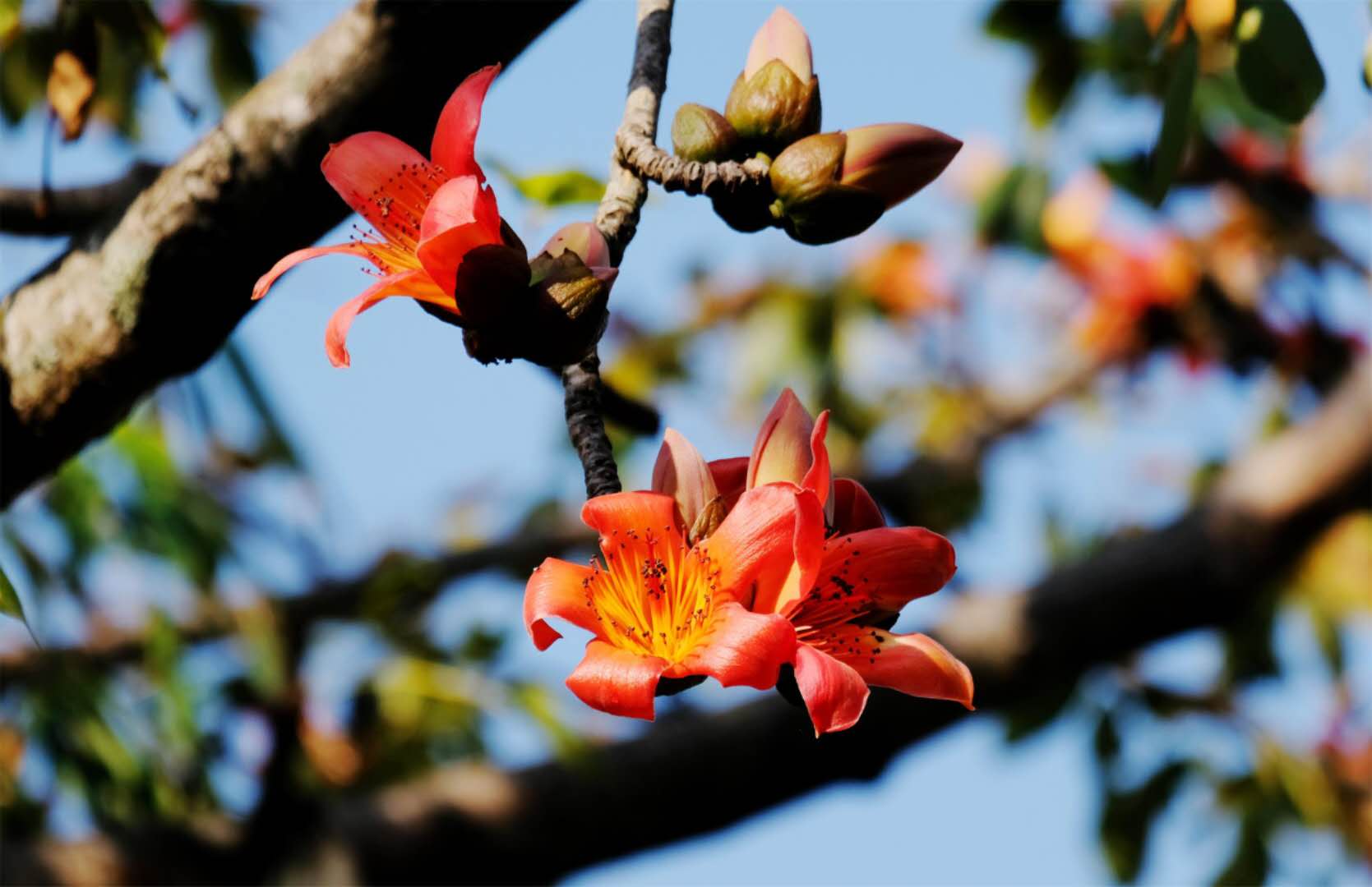 【钢城文苑】春到钢城