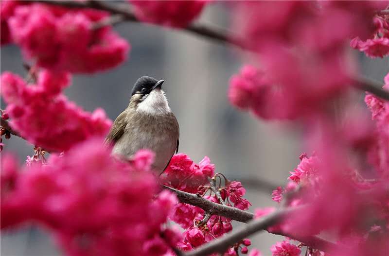 【钢城文苑】春到钢城