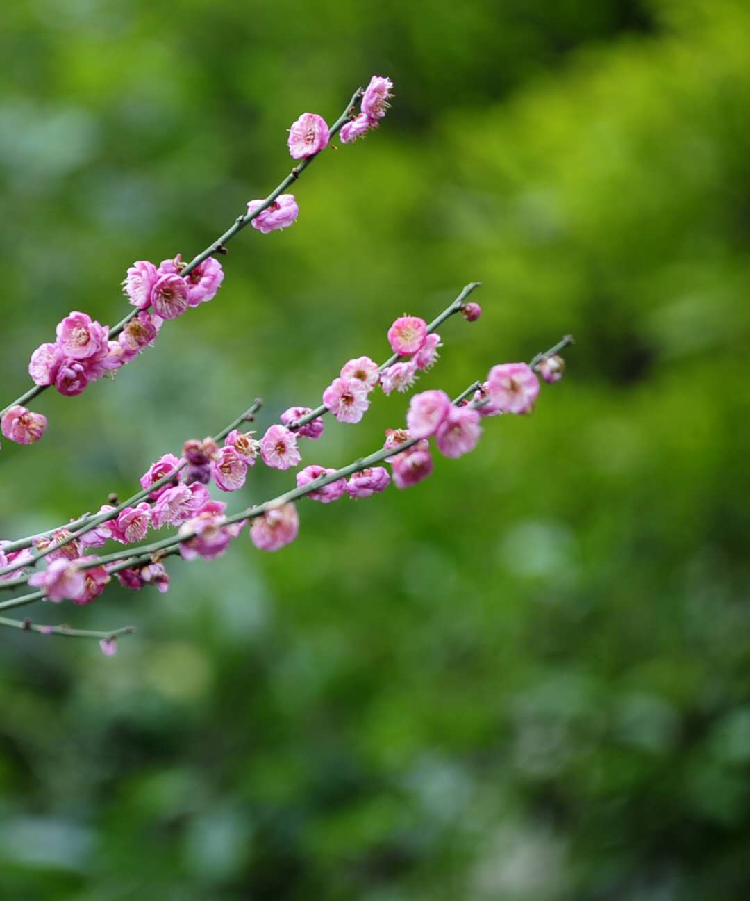 【钢城文苑】春到钢城