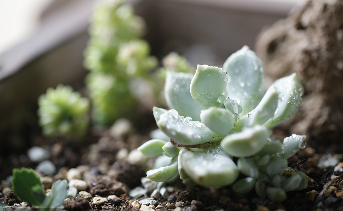 【钢城文苑】多肉记 【钢城文苑】多肉记