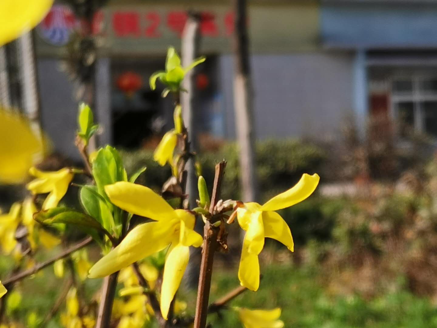 【钢城文苑】疫情当前 迎春花开