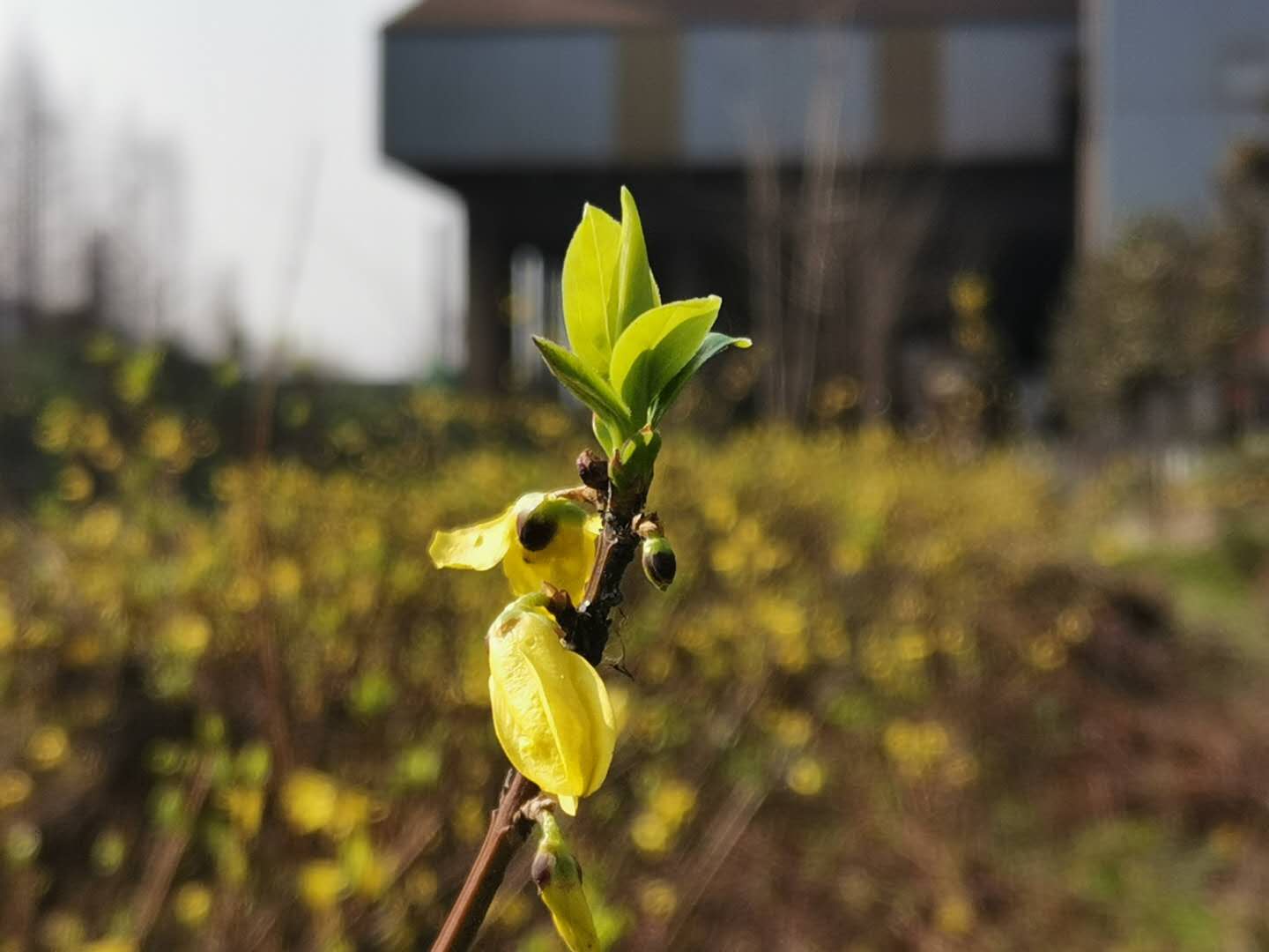 【钢城文苑】疫情当前 迎春花开