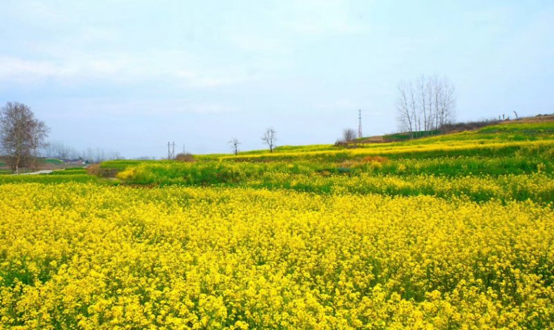 【钢城文苑】我想和你在这春天里有个约会