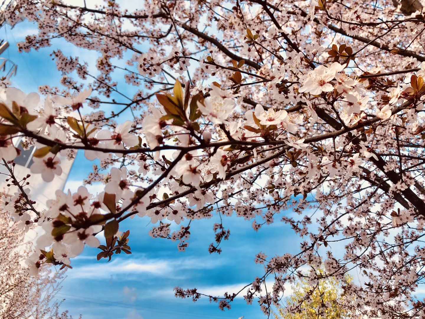 【钢城文苑】你见过这么美的钢厂吗? 【钢城文苑】你见过这么美的钢厂吗?