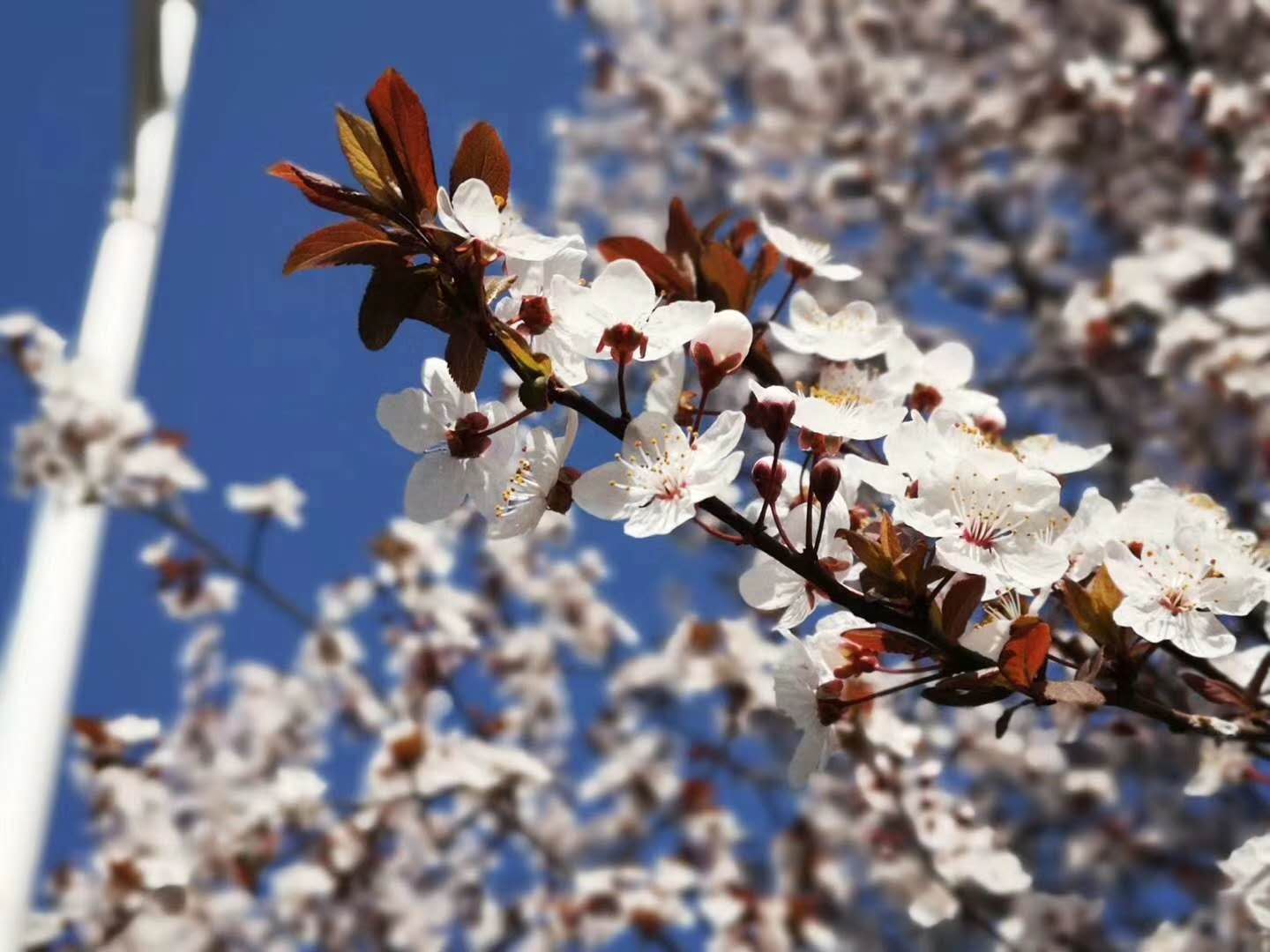 【钢城文苑】你见过这么美的钢厂吗? 【钢城文苑】你见过这么美的钢厂吗?