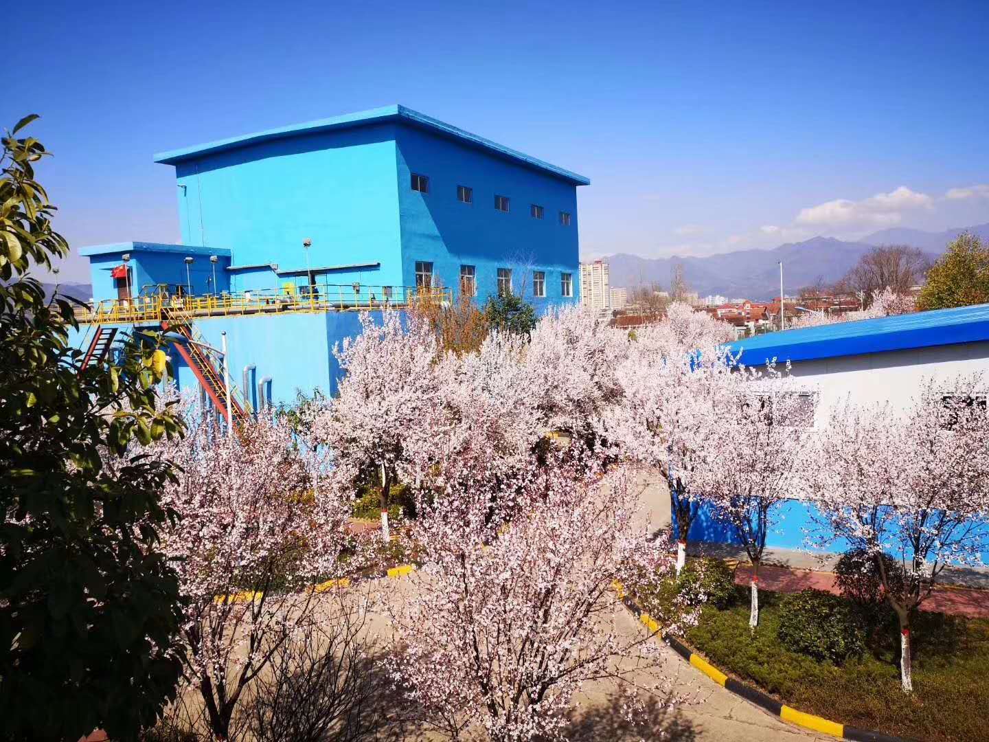 【钢城文苑】汉钢的春天，一期一会