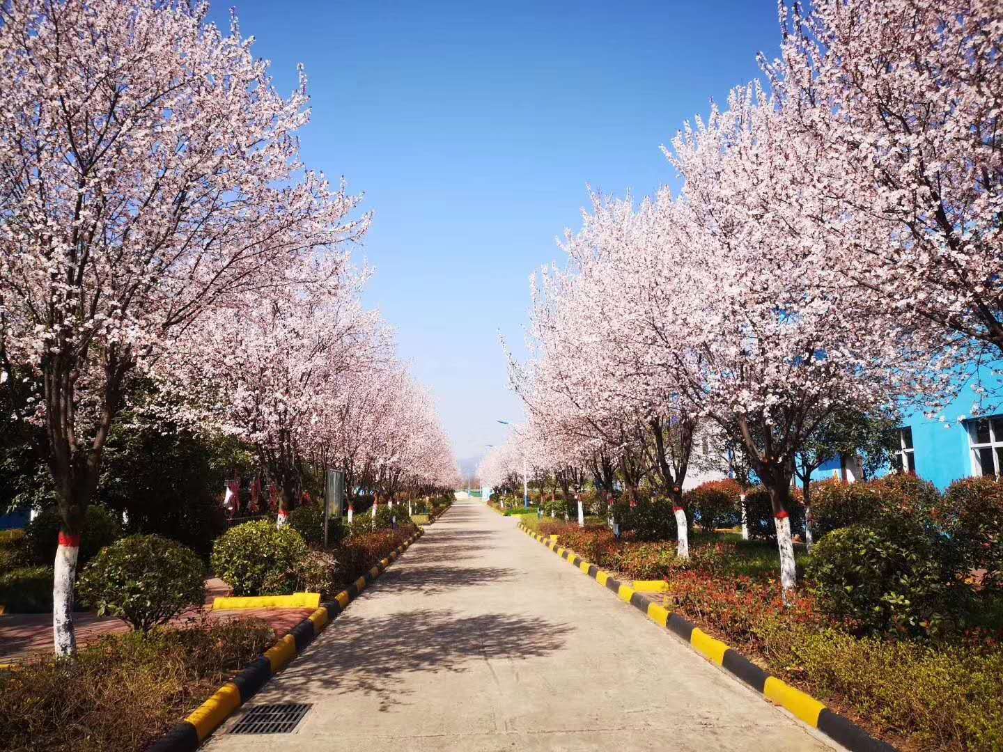 【钢城文苑】汉钢的春天,一期一会 【钢城文苑】汉钢的春天,一期一会